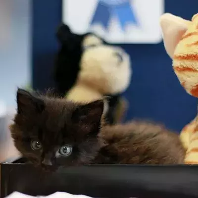 Search cat advice